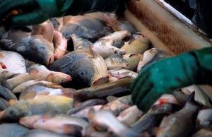 Sorting fish during harvesting