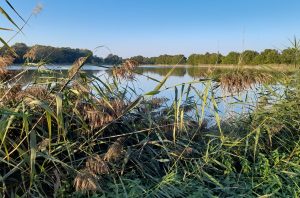 Fish pond from the Dombes region