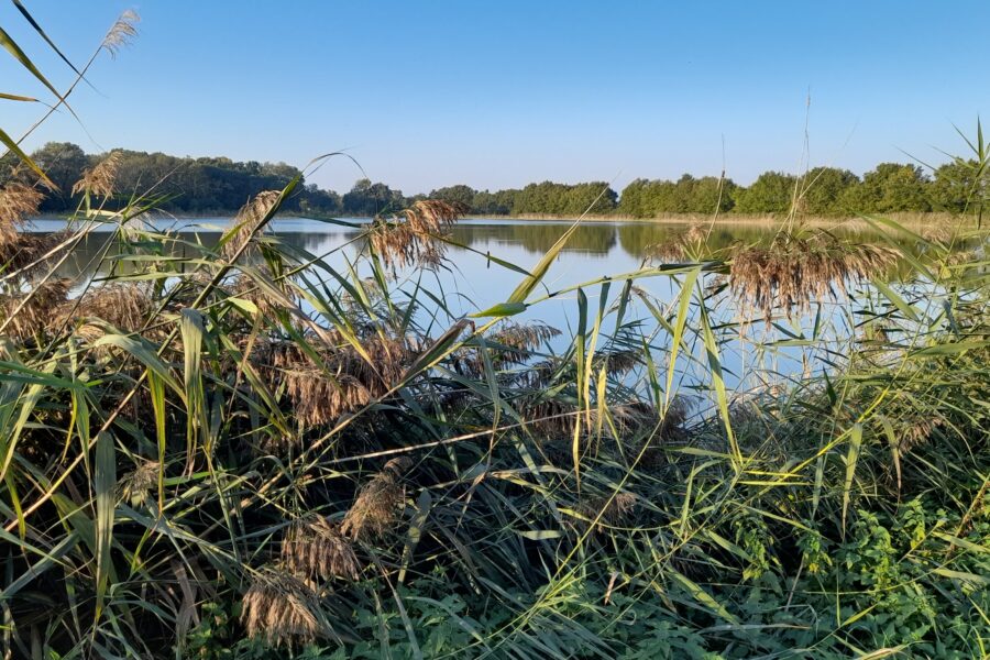 Fish pond from the Dombes region