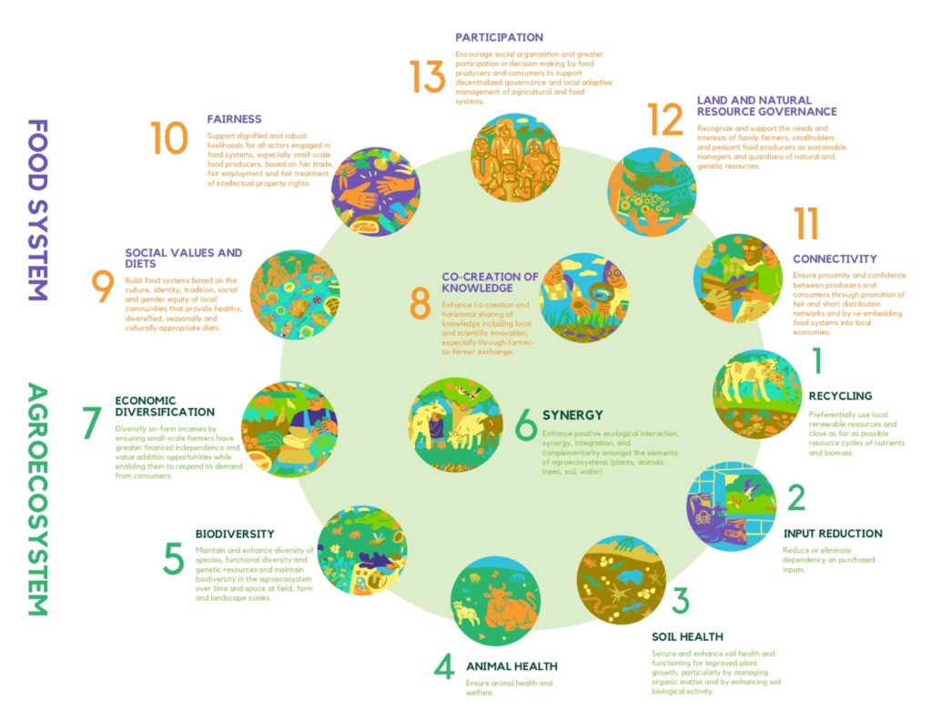 13 principles of agroecology (source: HLPE 2019)