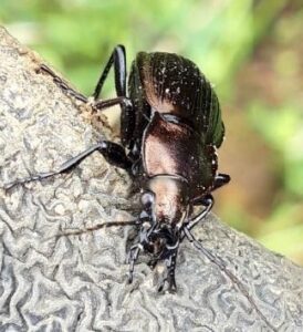 Carabus monilis