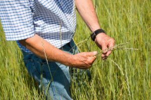 Perennial crops