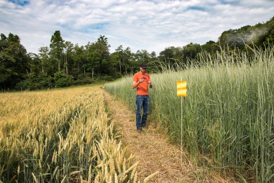 Maubec perennial grains