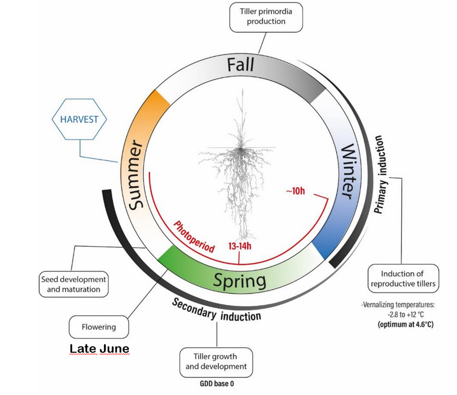 Characterization of the crop's thermal and photoperiodic requirements for its development 