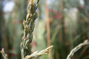 Perennial crops