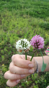 Fleurs de trèfle, projet CASTOR