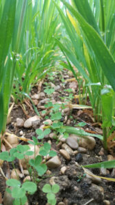 Couvert végétal, projet CASTOR